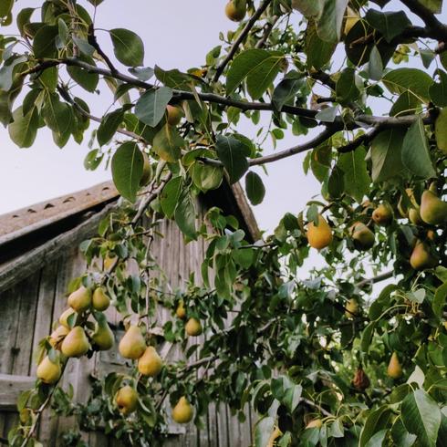 Peach tree and the exterior of a house.