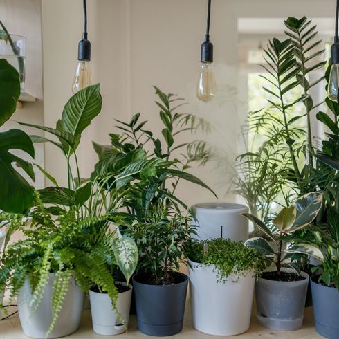 houseplants indoors