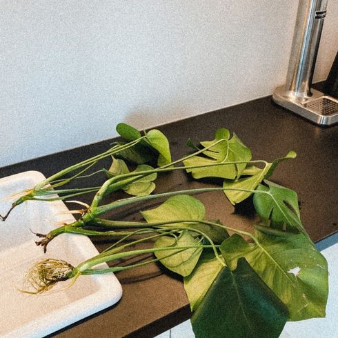 Photos of plants on a table