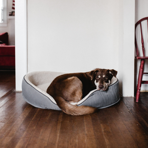 A dog sitting inside his bed