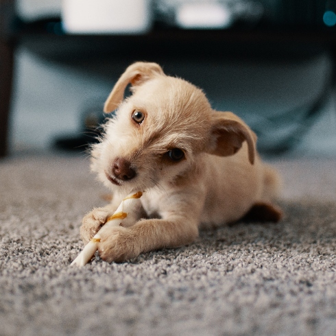 A small dog chewing a treat on a high pile rug