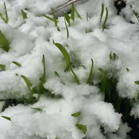 Plants and grass covered in snow