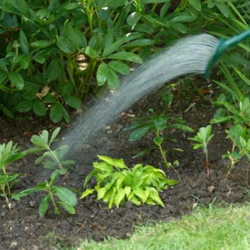 Person watering their garden in backyard