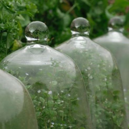 Glass cloches covering small plants