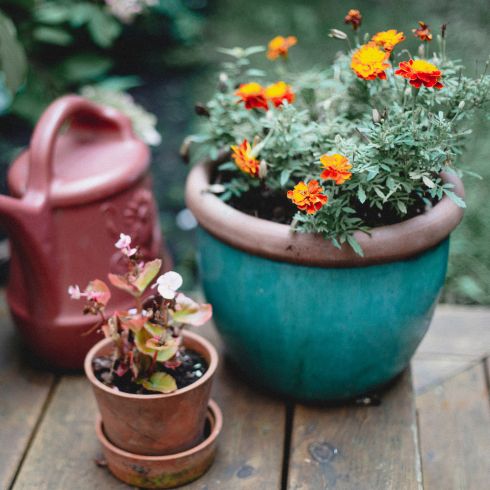 potted plants with watering can