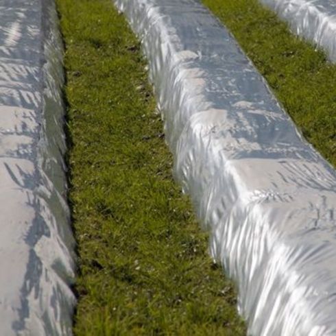 Row covers in field