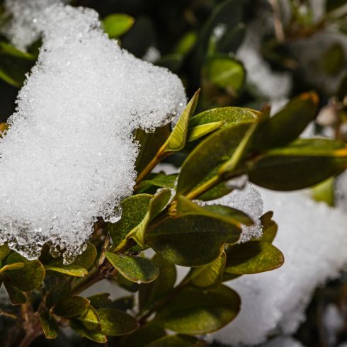 Close up of plant covered in frost and snow