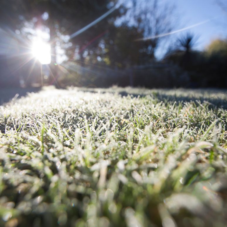 Grass in field covered in frost with sun gleaming from behind the trees