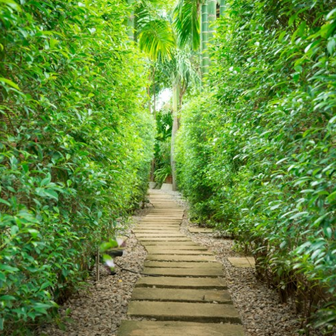 Backyard wood walkway surrounded by greenery