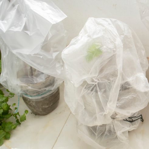 plastic bags over two potted indoor plants