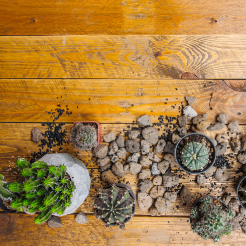 overhead view of cacti on the floor of an apartment surrounded by lava rocks