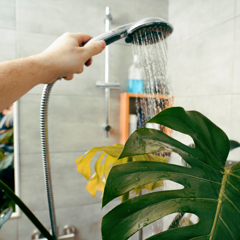 a man's hand rinsing a plant in the shower