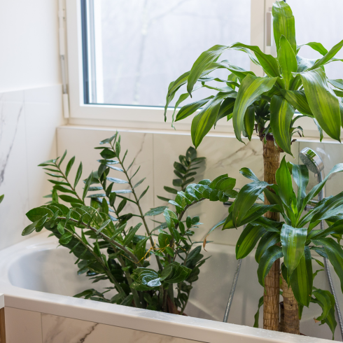 indoor plants inside a bathtub
