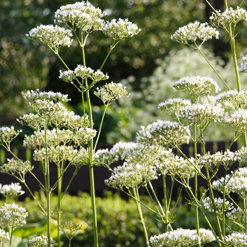 Angelica white flowers outside in a bush