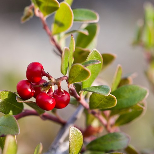 Bearberry plant up close