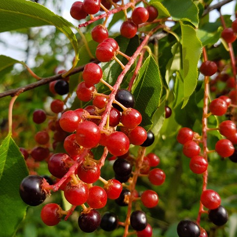 Black Cherry (Prunus Serotina)