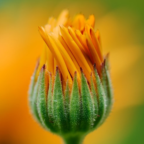 A orange calendula flower