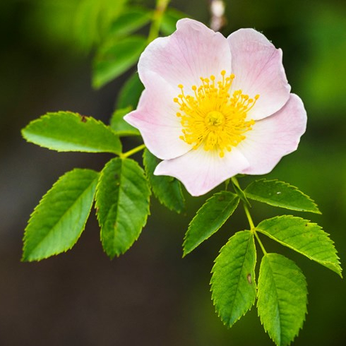 A pink and yellow dog rose on a bush