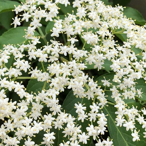 A white European elder bush