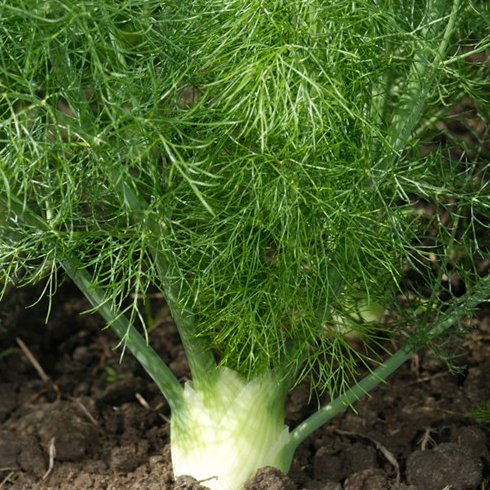 A fennel plant in a garden