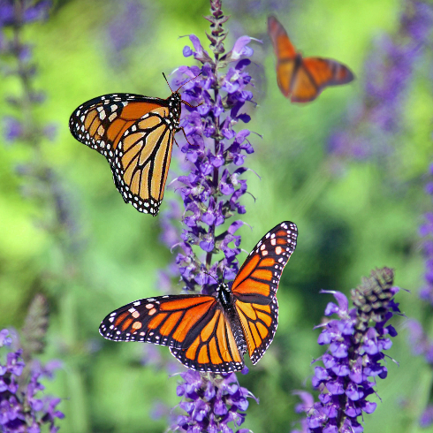 A monarch butterfly on a lavender flower