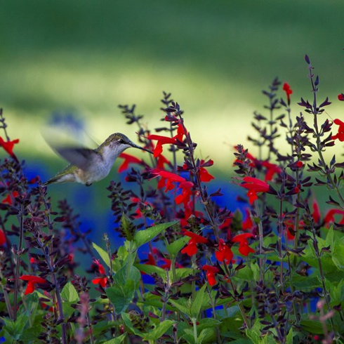 Ruby throated hummingbird flies among deep saturated blue and red flowers
