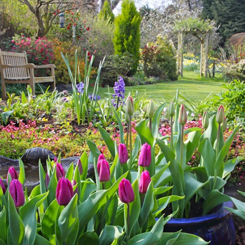country garden in spring with pots of tulips on the patio, flowers in the borders, flowering shrubs, a rose arch and a garden seat on the lawn