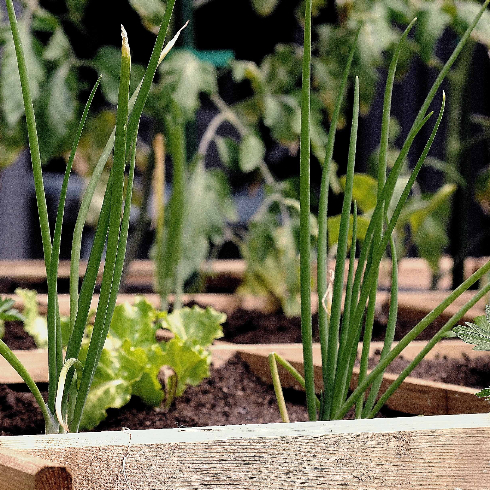 A box garden with chives and green onions