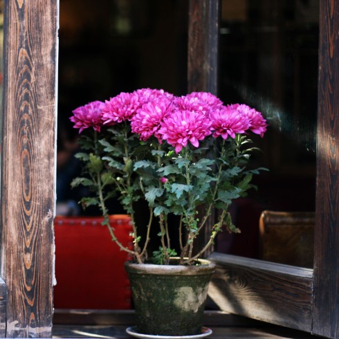 chrysanthemums in window