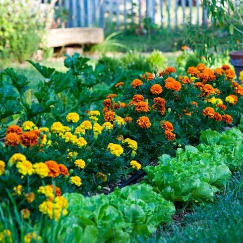 marigolds in a garden