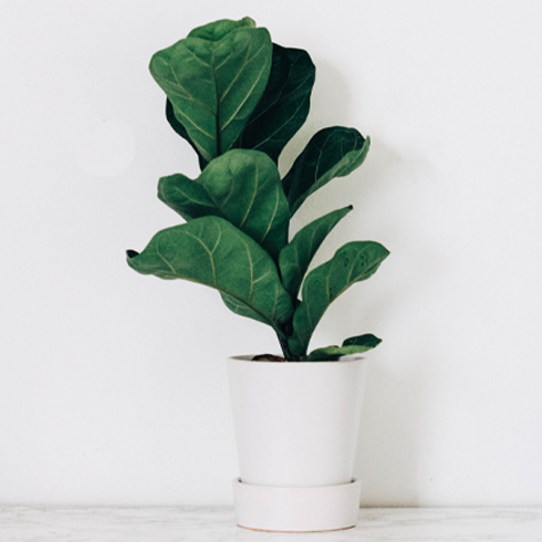 Small fiddle leaf fig plant in a white pot