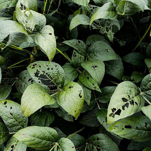 Closeup of green leafy plants with black spots on the leaves.