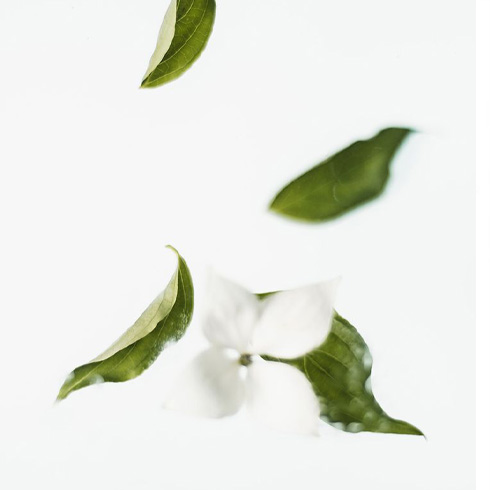 Falling green leaves and white flowers on a white background