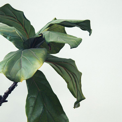 Closeup of fiddle leaf fig with leaves that are yellowing slightly