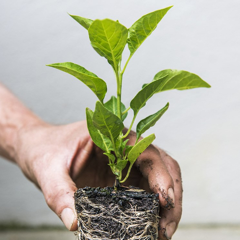 Hand holding an unpotted plant, showing its roots