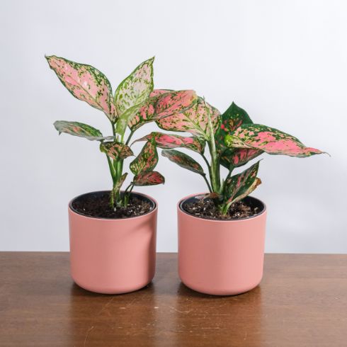 Two plants with pink leaves in a pink pot