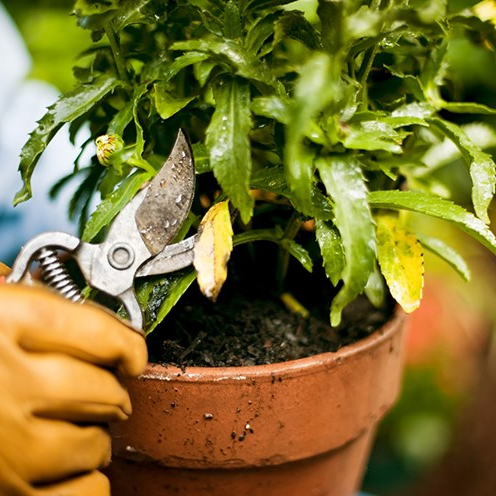 Closeup of a hand holding shears, pruning a wet leafy plant