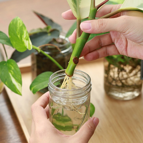 A person’s hands holding a jar of water and a rooted plant cutting.
