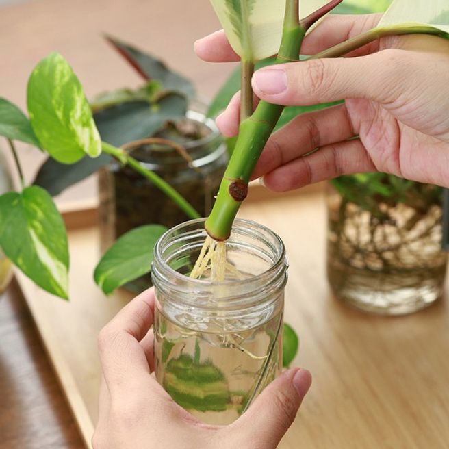 13 Things to Do This Spring for Happier Indoor Houseplants