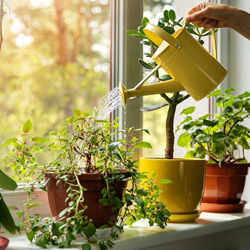 A person watering plants on a bright windowsill
