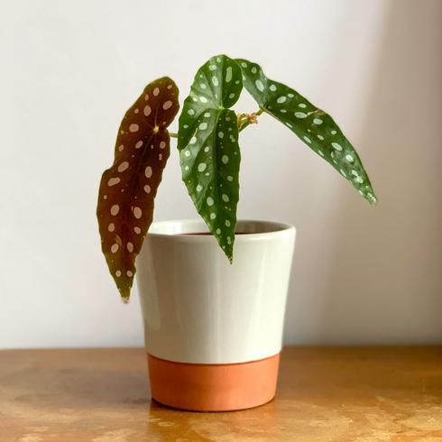 Small green plant in white and terracotta pot
