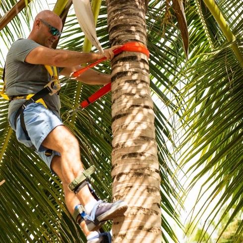 Bryan climbing on a palm tree