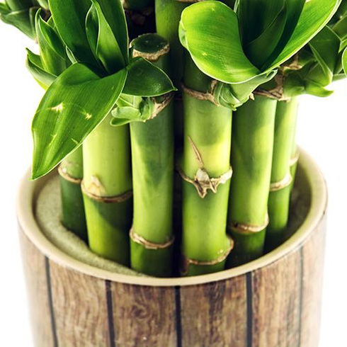 Lucky Bamboo (Dracaena Braunii)