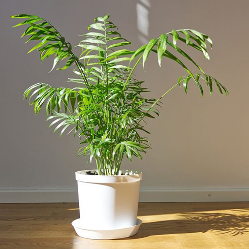 Potted Chamaedorea elegans. Parlor palm with sunlight. Tropical plant on floor