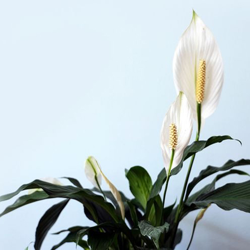 A healthy peace lily plant