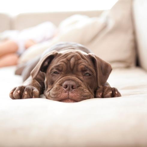 A brown dog sleeping on a white couch.