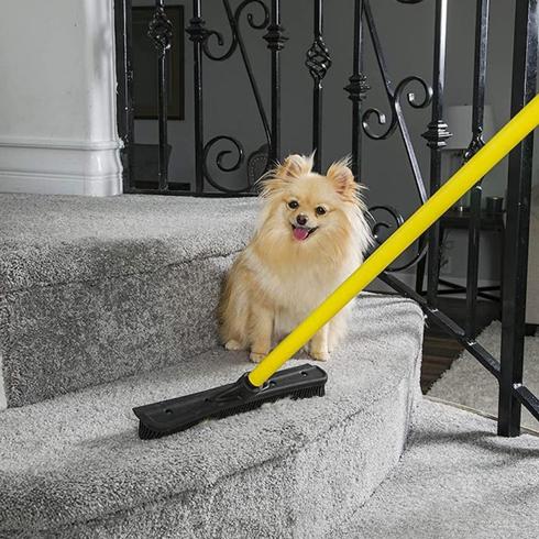 Small dog beside a yellow and black broom
