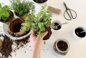 This DIY Indoor Herb Garden Can Be Made in Six Easy Steps - HGTV Canada