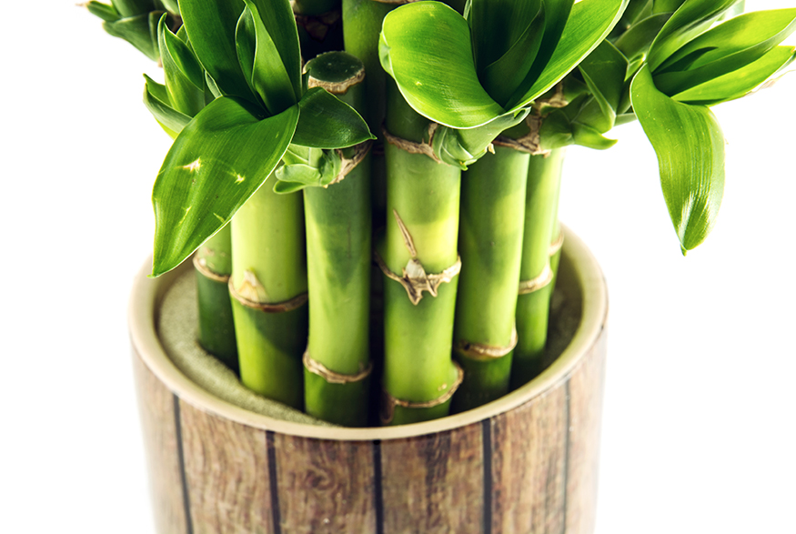 Capricorn: Lucky Bamboo