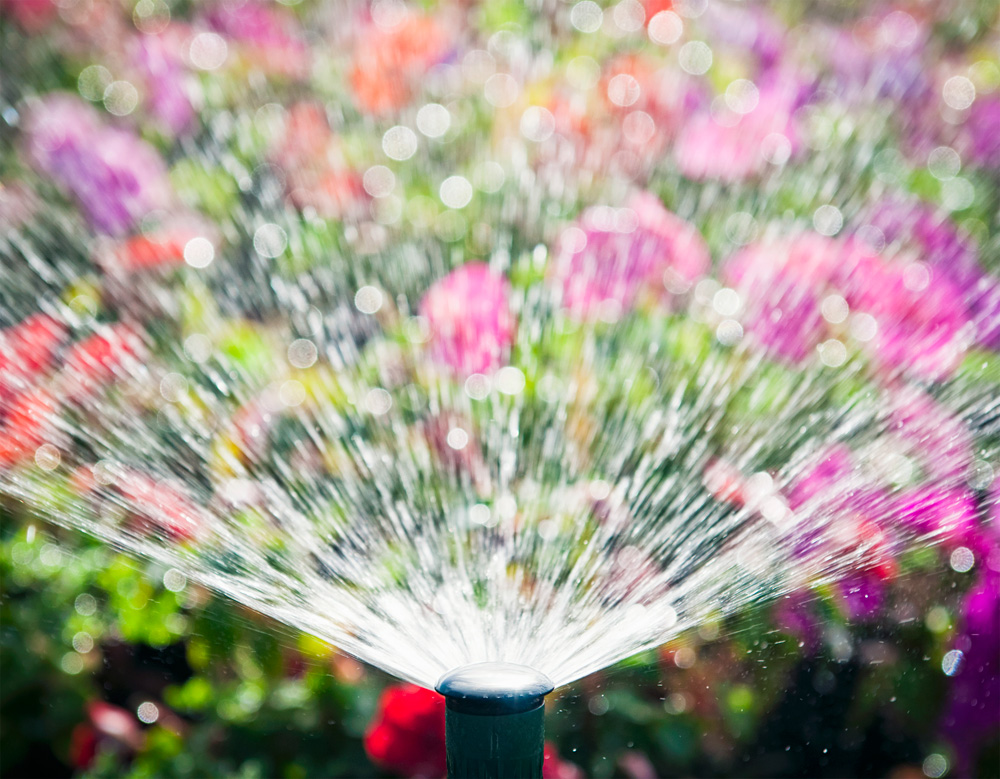 Sprinkler with colourful garden in background